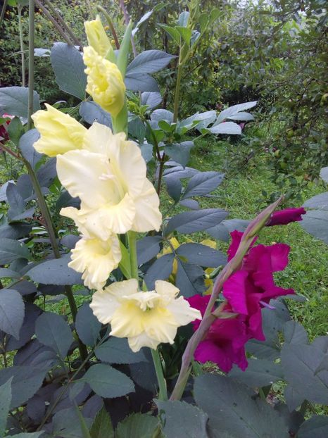  - AAAA_GLADIOLE 2015_2017_2018_2019