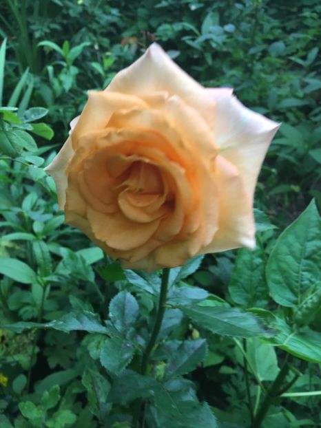 DD519C70-D4C6-4771-A6D5-2EA54102D87C - Trandafiri 2018 III