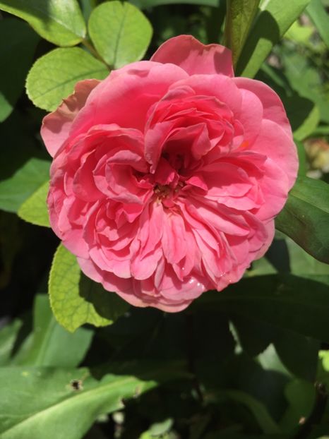 CB271509-02C4-4E6E-A62D-E28E85E80203 - Trandafiri 2018 III