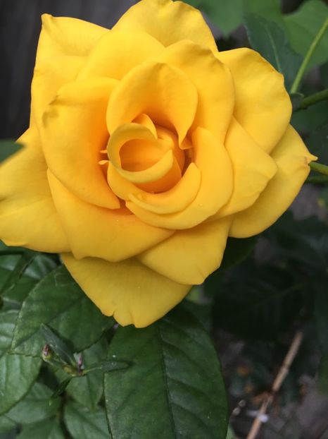 1ED08BED-EBEB-4534-8D62-4366D871210F - Trandafiri 2018 III