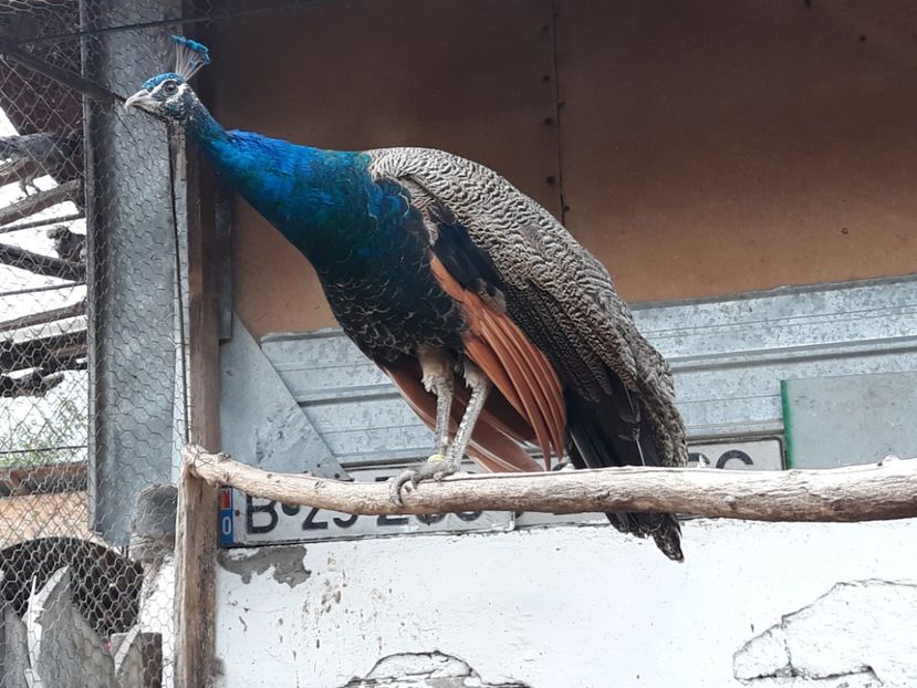  - PORUMBEI DE VANZARE 2018