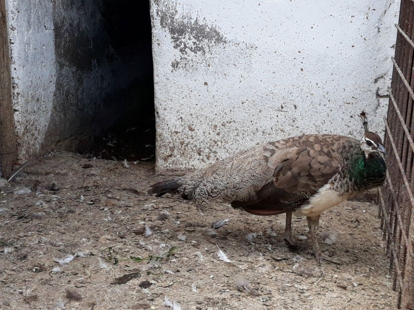  - PORUMBEI DE VANZARE 2018