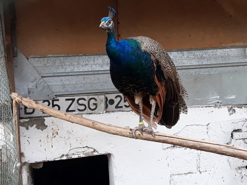  - PORUMBEI DE VANZARE 2018