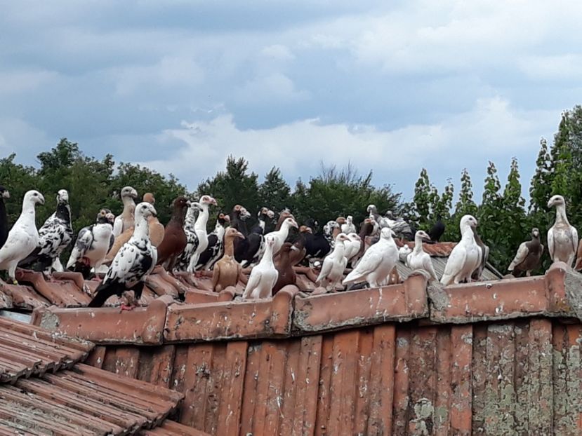  - PORUMBEI DE VANZARE 2018