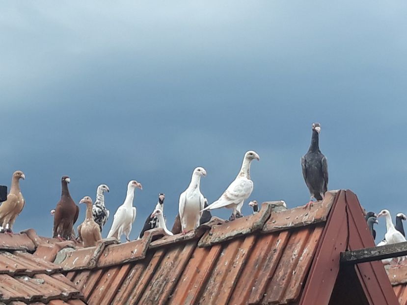  - PORUMBEI DE VANZARE 2018