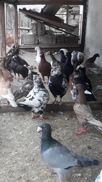  - PORUMBEI DE VANZARE 2018