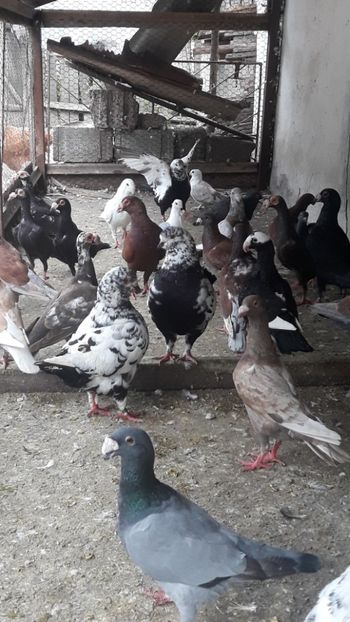  - PORUMBEI DE VANZARE 2018