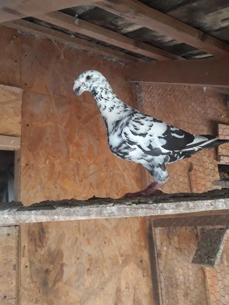  - PORUMBEI DE VANZARE 2018