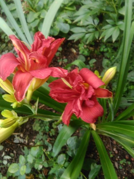  - Double Firecracker