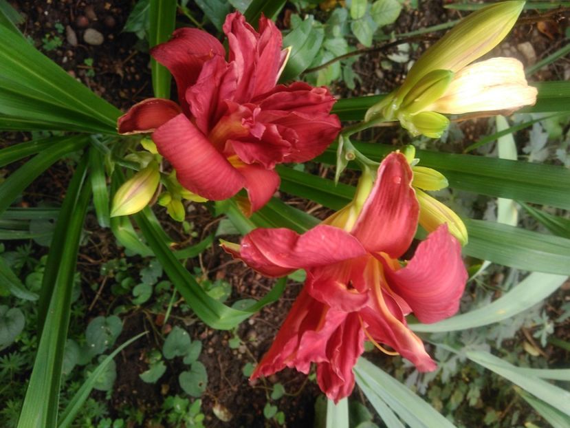  - Double Firecracker