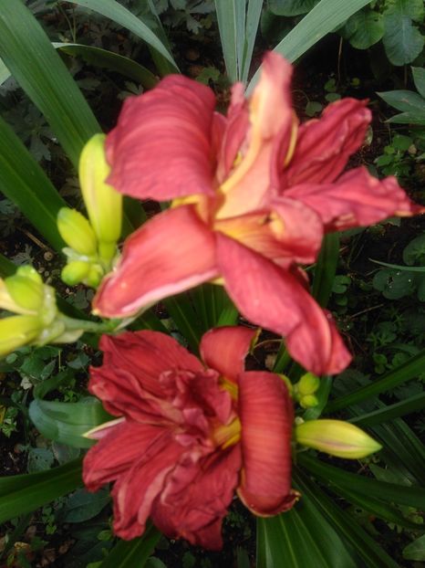  - Double Firecracker