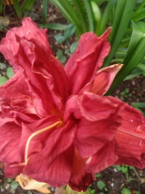  - Double Firecracker