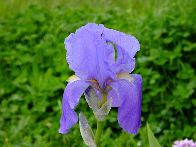 Cod soi 120 Foarte parfumat - 2018_07_Irisi_inalti