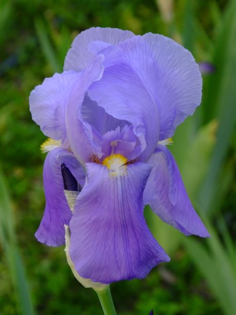  - 2018_07_Irisi_inalti