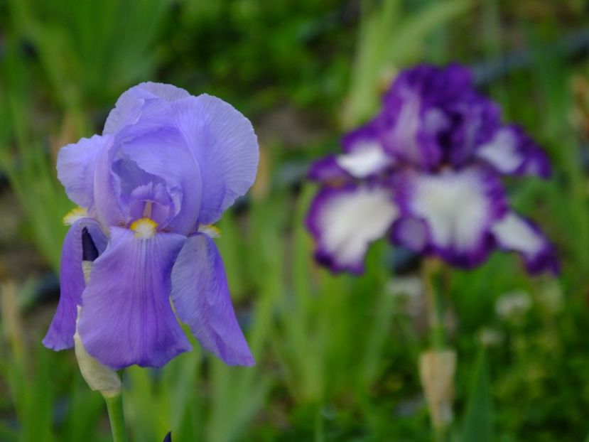  - 2018_07_Irisi_inalti