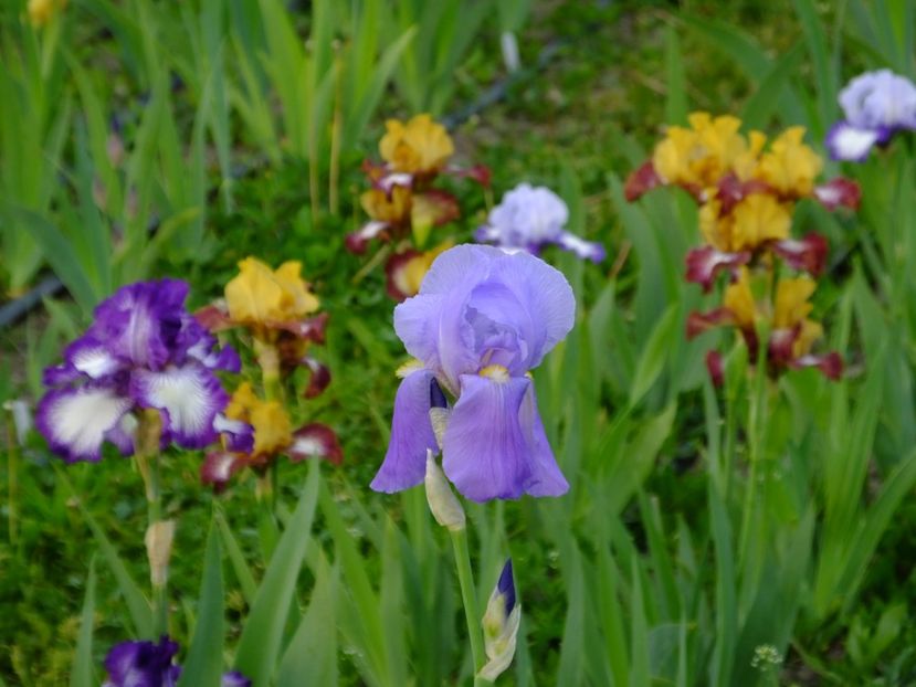  - 2018_07_Irisi_inalti