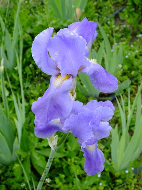  - 2018_07_Irisi_inalti