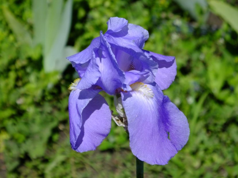  - 2018_07_Irisi_inalti