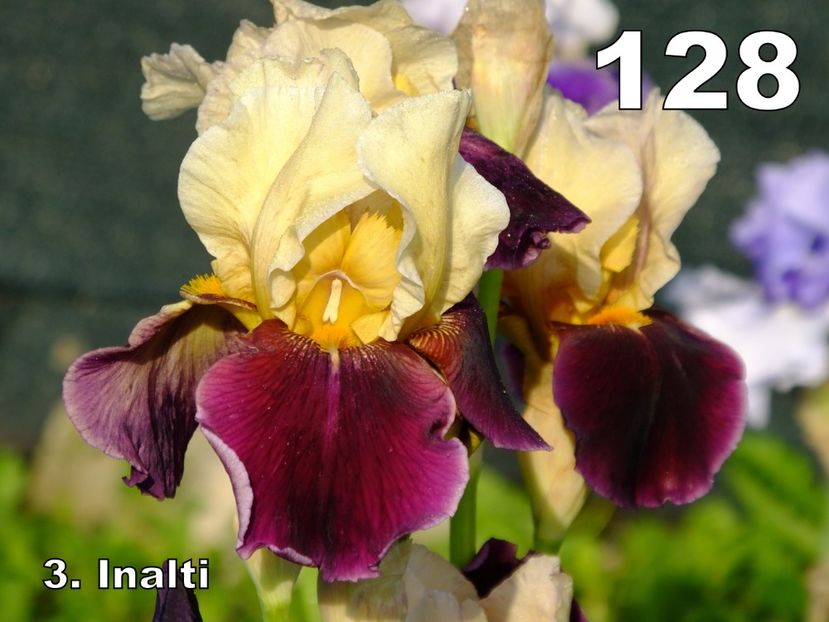  - 2018_07_Irisi_inalti