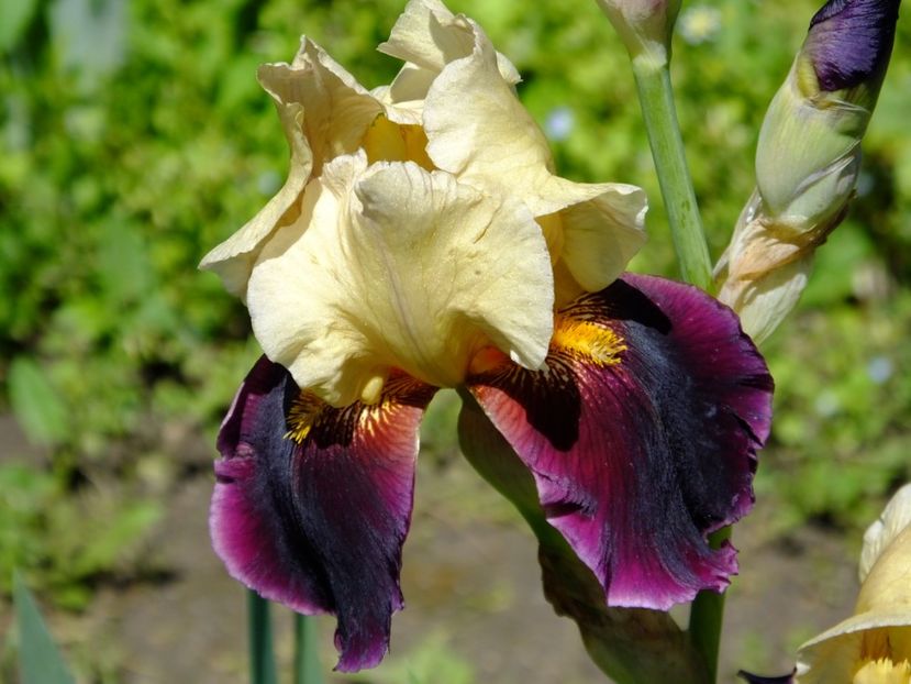  - 2018_07_Irisi_inalti