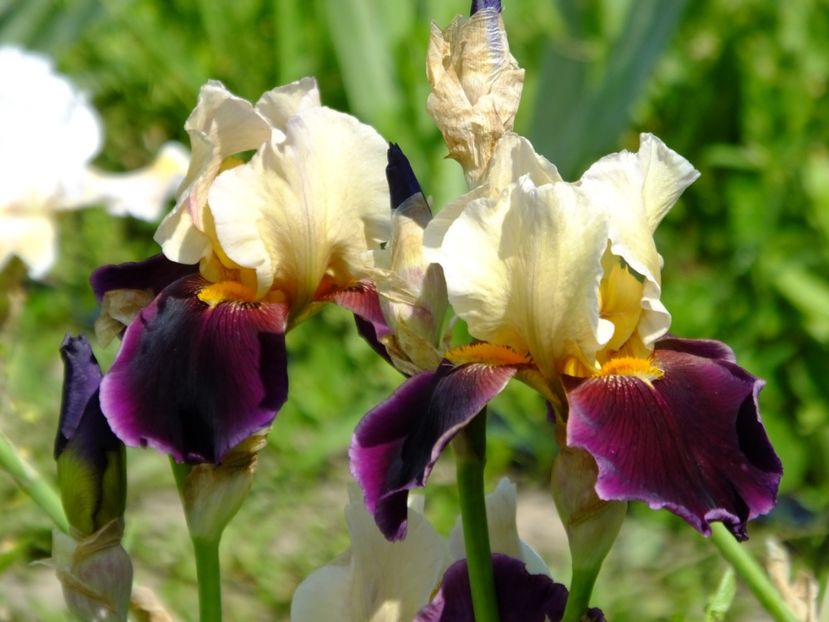  - 2018_07_Irisi_inalti