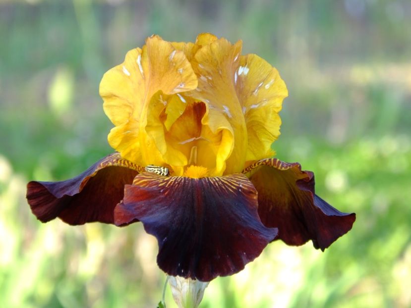 513 - 2018_07_Irisi_inalti