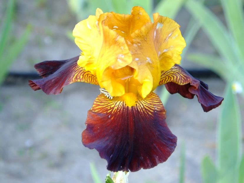  - 2018_07_Irisi_inalti