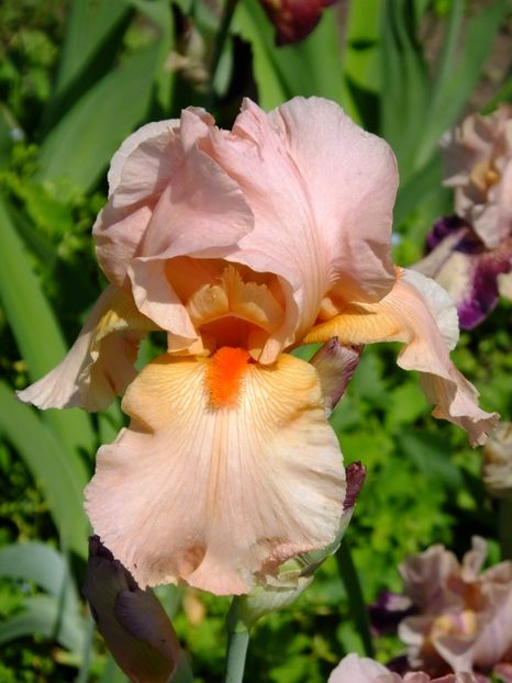 514 - 2018_07_Irisi_inalti