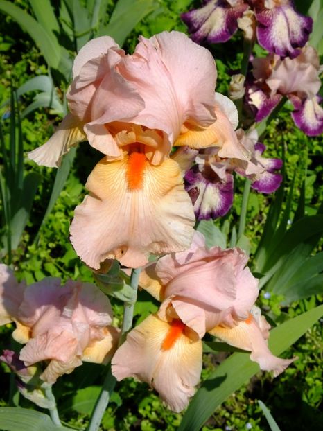  - 2018_07_Irisi_inalti