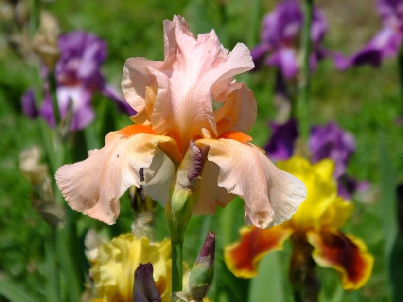  - 2018_07_Irisi_inalti