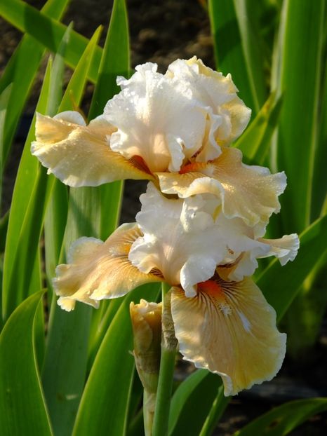 542 - 2018_07_Irisi_inalti