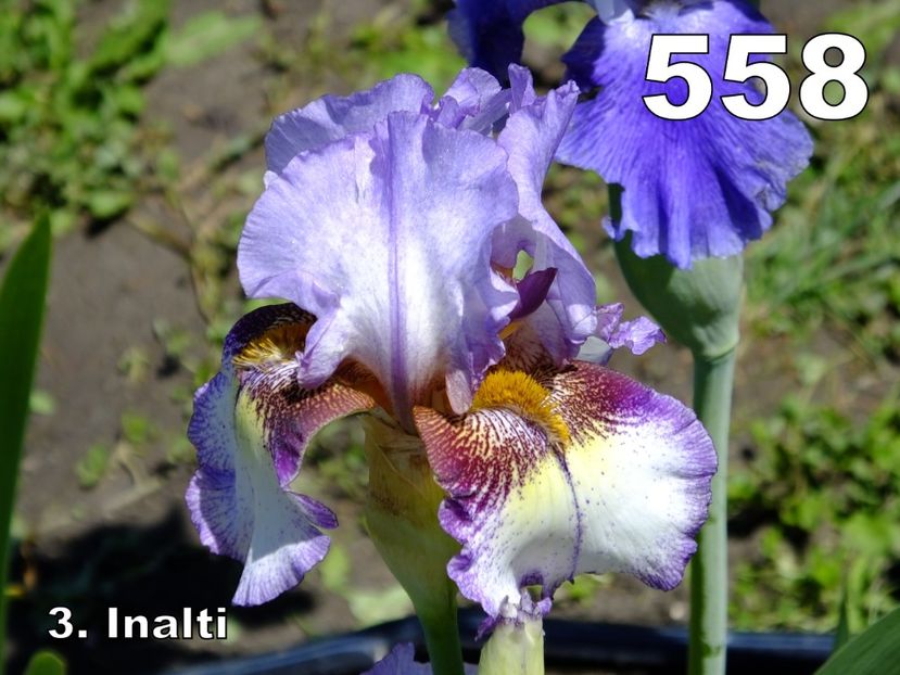  - 2018_07_Irisi_inalti