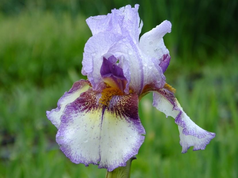  - 2018_07_Irisi_inalti