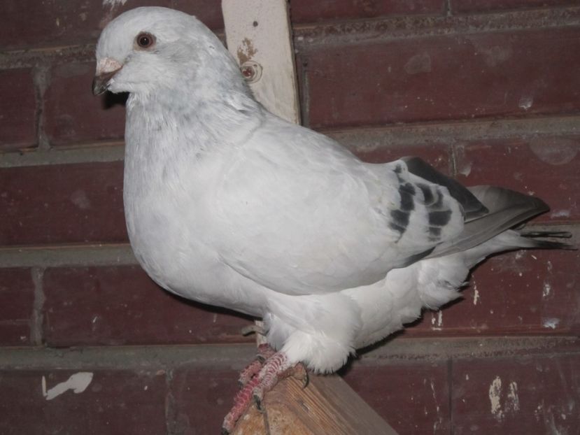 f 2018 - PUI 2018 produsi in LA FABRICA