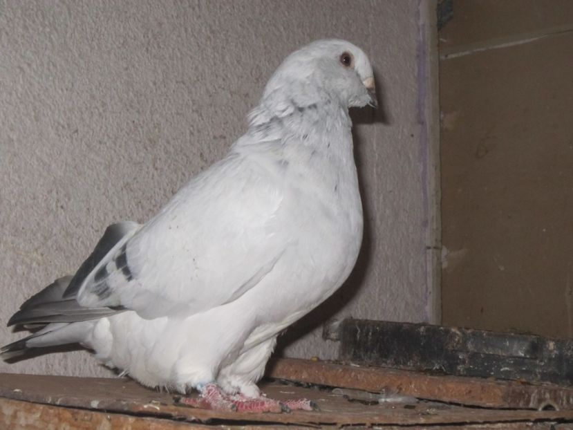 f 2018 - PUI 2018 produsi in LA FABRICA