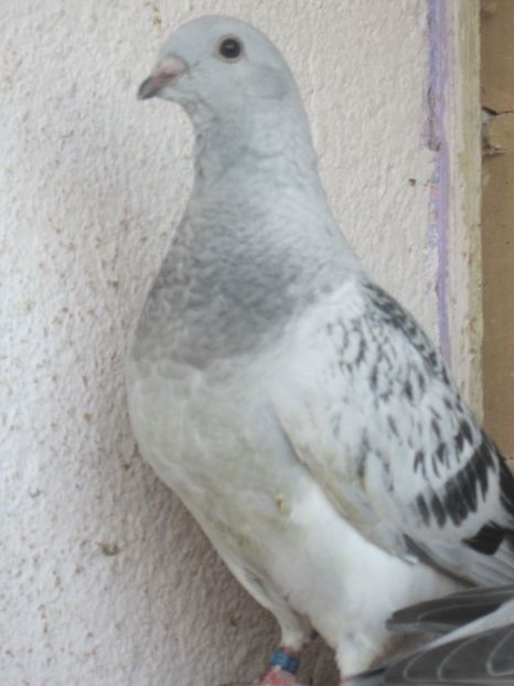 f 2018 - PUI 2018 produsi in LA FABRICA