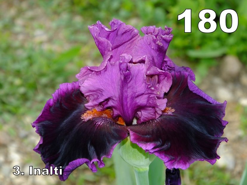 180B - 2018_07_Irisi_inalti