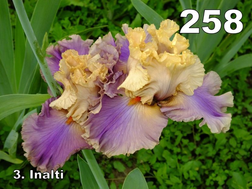 258B - 2018_07_Irisi_inalti