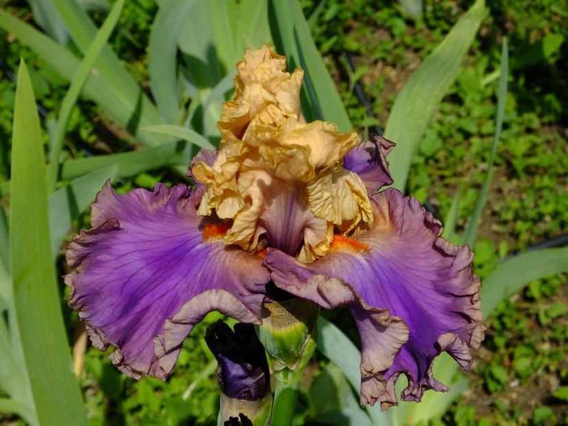  - 2018_07_Irisi_inalti