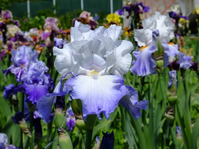  - 2018_07_Irisi_inalti