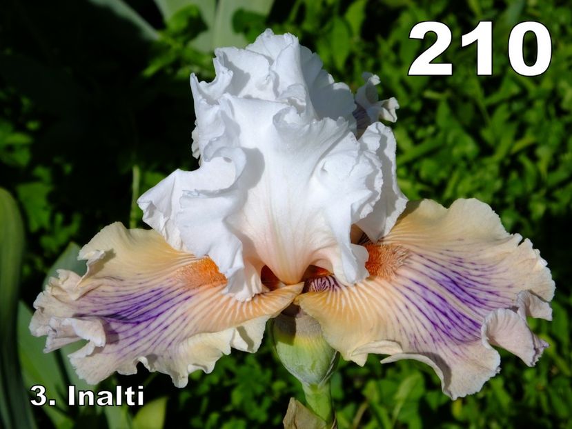 210D - 2018_07_Irisi_inalti