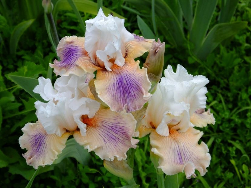  - 2018_07_Irisi_inalti