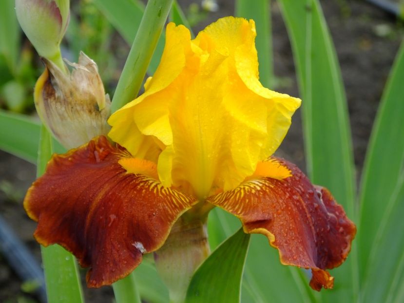 501 - 2018_07_Irisi_inalti