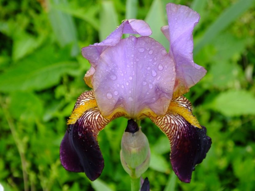  - 2018_07_Irisi_inalti