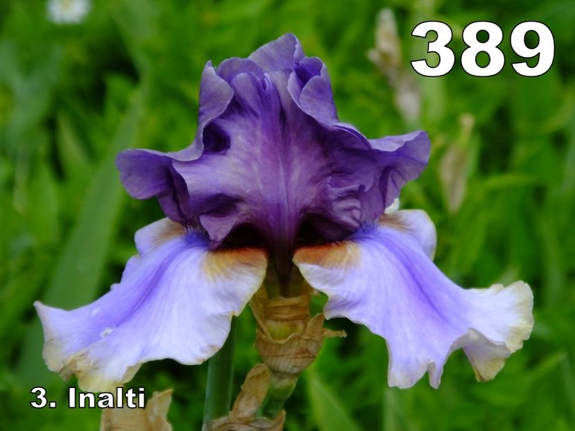 389B - 2018_07_Irisi_inalti