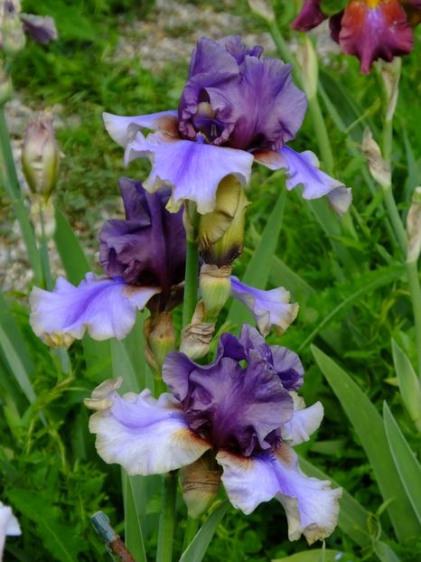  - 2018_07_Irisi_inalti