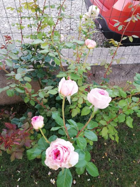  - Abraham Darby