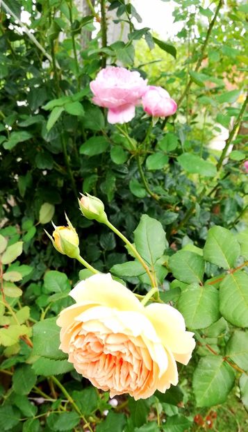  - Crown Princess Margareta