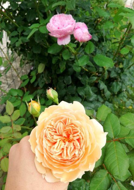  - Crown Princess Margareta