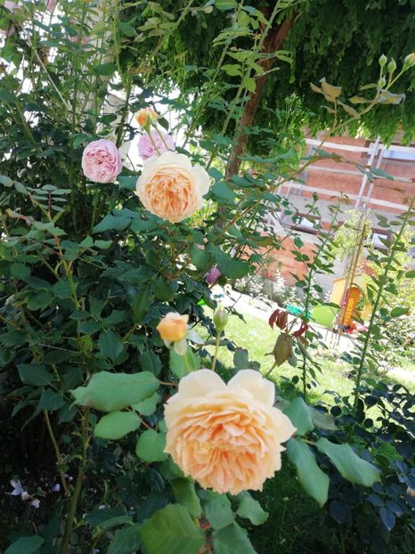  - Crown Princess Margareta